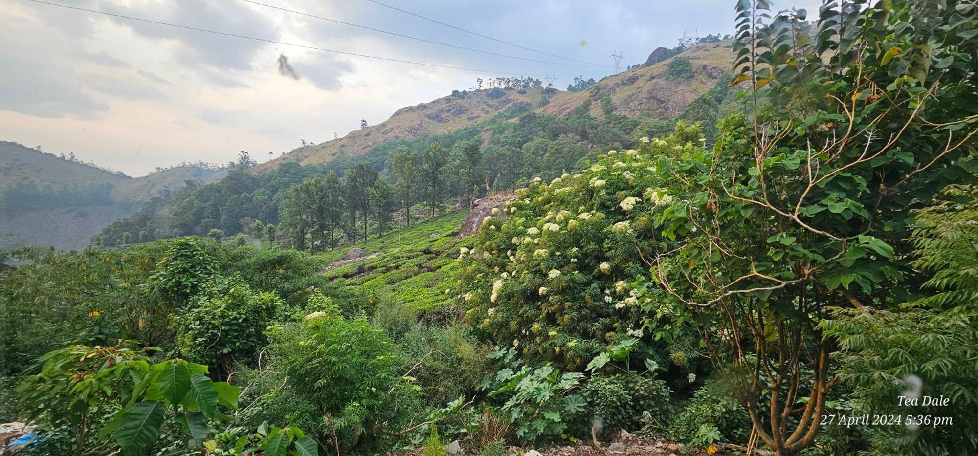 Tea Dale - All Rooms With Tea Estate View Munnar Ngoại thất bức ảnh