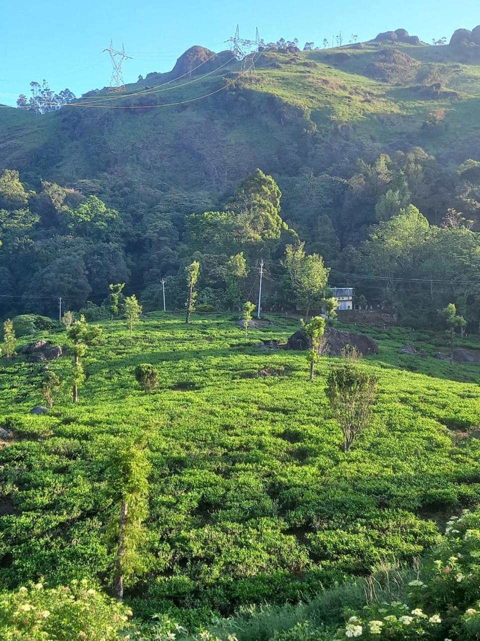 Tea Dale - All Rooms With Tea Estate View Munnar Phòng bức ảnh